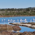 VIENI A PEDALARE IN SALENTO