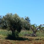 LA XYLELLA SPIEGATA IN BREVE A CHI ANCORA NON L’HA CAPITA