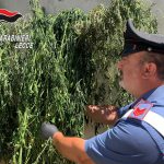 REPORT DEI CARABINIERI, SCOPERTA COLTIVAZIONE ABUSIVA DI MARIJUANA