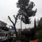 L’ULTIMO RESPIRO DEL PINO DI VILLA BIANCA