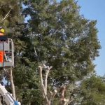 IL BAGOLARO DI SPECCHIA NON C’E’ PIU’ 