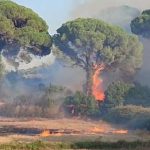 CONTIUIAMO. PUNTUALI, I PIROMANI CRIMINALI IMPUNITI HANNO PROSEGUITO LA STAGIONE IERI ALLA PINETA DI PRESICCE ACQUARICA, QUESTA MATTIA NELLA ZONA DI TRICAE, PREGIATA OASI NATURALISTICA. ORE E ORE DI FUOCO