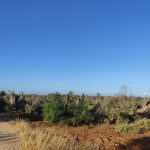 ”Centinaia di ulivi distrutti nel Parco degli Ulivi monumentali, eradicati dall’azienda proprietaria del Castello di Serranova, a colpi di pala meccanica, lasciando un terreno arido desertificato, al posto del bosco ammirato da turisti di tutto il mondo”