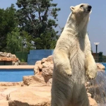 “LIBERATE GLI ORSI POLARI DELLO ZOO SAFARI DI FASANO”, CITTADINI E ASSOCIAZIONI SI MOBILITANO IN RETE CON UNA SERIE DI PETIZIONI
