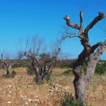 LA RIFLESSIONE / ”Il clima, almeno nei comuni del basso Salento e nelle sue periferie, è cambiato perché non ci sono più alberi”