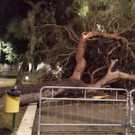 SE CADONO GLI ALBERI… BISOGNA CHIEDERSI PERCHE’ E CHE COSA FARE