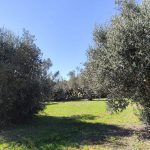 ULIVI SENZA CURE ALLA XYLELLA? INNESTI IBRIDI? LE TESI DI GIOVANNI RIPA DI COLDIRETTI E LA RISPOSTA DELLA PROFESSORESSA MARGHERITA CIERVO