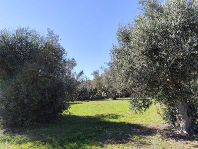 IMPORTANTE CONVEGNO A SANNICANDRO DI BARI MERCOLEDI’ 26 MARZO, UN ALTRO FONDAMENTALE TASSELLO A COMPORRE IL QUADRO DELLA VERITA’ SULLA XYLELLA. TUTTE LE INFO PER PARTECIPARE E, PER I GIORNALISTI, L’ACCREDITO PER GLI ATTI