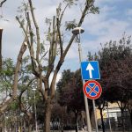 FRA AMPUTAZIONI E ABBATTIMENTI, A LECCE IL MASSACRO DEGLI ALBERI / A ROMA L’ASSOCIAZIONE CODICI CHIEDE L’ACCESSO AGLI ATTI PER FARE CHIAREZZA. A LECCE  SERGIO DELLA GIORGIA CHIEDE L’ASCOLTO DI ESPERTI