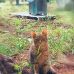 APPELLO A NON ABBANDONARE I GATTI