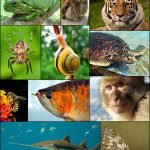 PER DIFENDERE LA BIODIVERSITA’ SU NOSTRA MADRE TERRA, OGNUNO DI NOI PUO’ FARE MOLTO. ECCO COSA