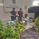 TROVATE A LECCE ARMI E PIANTE DI MARIJUANA SULLA STRADA DI TARANTO