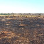 SAN GIOVANNI DI FUOCO A LUPOMONACO DI VEGLIE, UN INCENDIO DISTRUGGE SEI ETTARI DEL PARCO NATURALE