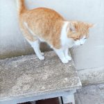 RAFFY, L’ULTIMA VITTIMA DI UN INVESTIMENTO ALLA COLONIA FELINA DEL CIMITERO DI LECCE. L’APPELLO DELLE VOLONTARIE CHE LA CURANO