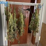 ARRESTATO A BRINDISI UN 31ENNE PER COLTIVAZIONE DI MARIJUANA IN CASA