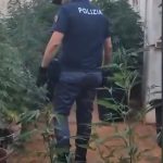 MORCIANO DI LEUCA, SEQUESTRATE PIANTE DI MARIJUANA, UN ARRESTO