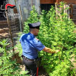 PORTO CESAREO, DRONE DEI CARABINIERI SCOPRE PIANTAGIONE DI MARIJUANA: ARRESTATO UN UOMO DI 54 ANNI