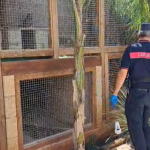 RACALE, SEQUESTRATI ANIMALI ESOTICI DETENUTI ILLEGALMENTE IN ABITAZIONE