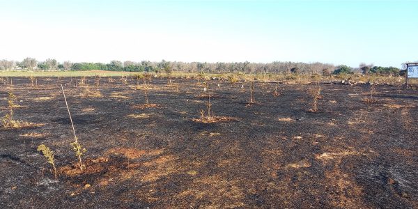 L’INTERVENTO / LA PIAGA DEGLI INCENDI: “Okay, c’è un problema, ma fa’qualcosa!”