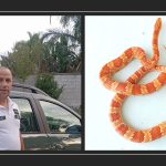 SERPENTE ALIENO A PASSEGGIO