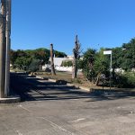 PER UN PINO ABBATTUTO A MELENDUGNO (PENSANDO PURE AI TANTI RECISI A LECCE)