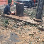 LA STRAGE DEGLI ALBERI A LECCE CITTA’ CONTINUA IN MANIERA SCONSIDERATA: OGGI LE QUERCE DI VIALE GALLIPOLI. IL COORDINAMENTO VERDE URBANO PARLA DI “crimine ambientale e culturale”, IL WWF DI “scempio insopportabile”