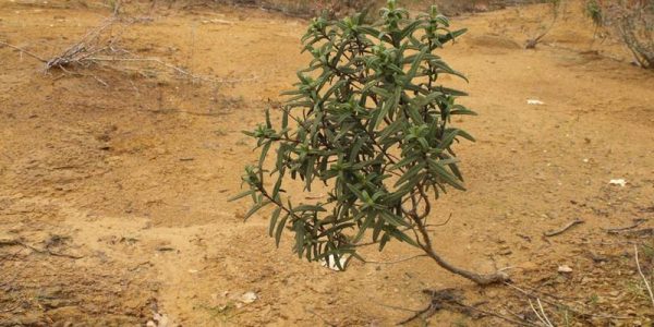 L’APPELLO / LA QUESTIONE AMBIENTALE NEL SALENTO E’ DIVENTATA UNA VERA E PROPRIA EMERGENZA. I CANDIDATI AL CONSIGLIO REGIONALE SI OCCUPINO DELLE CRITICITA’ CHE VI EVIDENZIAMO