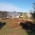 STOP AGLI ABBATTIMENTI DI ULIVI. PRONUNCIA STORICA AL TAR DI BARI