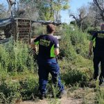 CUCCIOLI RINVENUTI MORTI IN UNA CAMPAGNA DI VEGLIE, SALVATO SOLO UNO, DENUNCIATO IL PROPRIETARIO DEL TERRENO RITENUTO RESPONSABILE