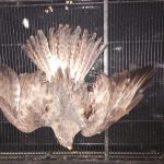 RAPACI ABBATTUTI A FUCILATE: E’ ALLARME BRACCONAGGIO NEL SALENTO