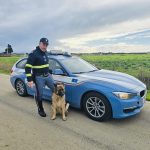 BRINDISI, INTERVENTO DELLA POLSTRADA PER CANE SMARRITO SULLA STATALE
