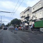 LECCE, 26 GENNAIO, LAVORI IN CORSO IN VIALE UGO FOSCOLO: ALTRI NOSTRI FRATELLI ALBERI MASSACRATI IN NOME DELLA SEDICENTE “riqualificazione urbana”