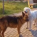 ORRORE PER DUE CANI UCCISI A TARANTO