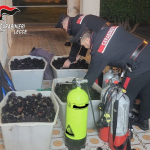 PORTO CESAREO, BLOCCATA LA PESCA ILLEGALE: QUATTROMILA RICCI REIMMERSI