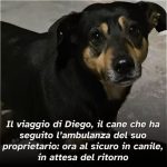 LA STORIA / DIEGO, IL CANE CHE HA SEGUITO L’AMBULANZA CHE PORTAVA IL SUO PROPRIETARIO IN OSPEDALE
