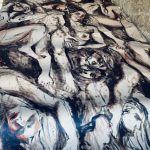 E’ TERMINATA IERI LA MOSTRA SULLE FOIBE, ALLESTITA DAI RAGAZZI DEL “CIARDO PELLEGRINO” DI LECCE