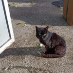 LE VOLONTARIE CHE SI PRENDONO CURA DELLA COLONIA FELINA DEL CIMITERO DI LECCE CHIEDONO PIU’ REGOLE E CONTROLLI, DOPO UN ALTRO INCIDENTE