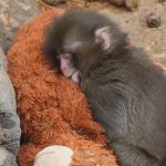 LA FAVOLA VERA DI PUNCH KUN, IL MACACO CHE HA COMMOSSO IL MONDO