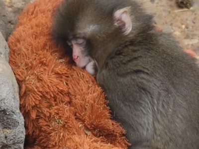 LA FAVOLA VERA DI PUNCH KUN, IL MACACO CHE HA COMMOSSO IL MONDO