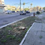 “Scelte criminali”. ALBERTO SICULELLA SUL MASSACRO DEGLI ALBERI A LECCE