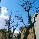 POTATURE? NO, CAPITOZZATURE! LO SCEMPIO A LECCE DEL RIONE SANTA ROSA