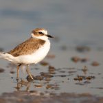 NOVITA’ EDITORIALI / UNA STORIA POETICA CHE ESCE CON TESTO IN ITALIANO E GRIKO: “I tre fratini TA TRIA MONEKUDDHIA”. LA PRESENTAZIONE A CALIMERA SABATO 7