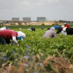 FALSI BRACCIANTI PER INCASSARE SUSSIDI: DENUNCIATO IMPRENDITORE