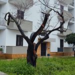 “Vorrei proprio sapere chi ha fatto questo scempio”. CARO SINDACO ADRIANA POLI BORTONE, EGREGIO ASSESSORE SEVERO MARTINI, DIRIGENTE DI SETTORE FRANCESCO MAGNOLO, PER FAVORE VOLETE RISPONDERGLI VOI?