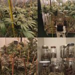 BRINDISI, LA GUARDIA DI FINANZA SCOPRE SEQUESTRATE DUE SERRE CLANDESTINE