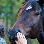 ANIMALI DA MANGIARE, OPPURE DA PROTEGGERE? LA PROPOSTA DI LEGGE PER VIETARE LA MACELLAZIONE DEGLI EQUIDI APRE UNA QUESTIONE CULTURALE  PRIMA ANCORA CHE GIURIDICA