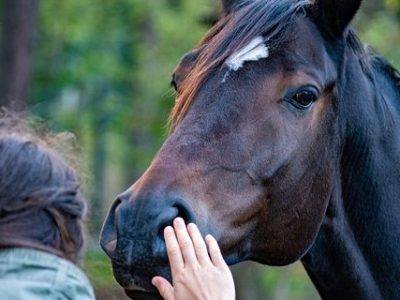 ANIMALI DA MANGIARE, OPPURE DA PROTEGGERE? LA PROPOSTA DI LEGGE PER VIETARE LA MACELLAZIONE DEGLI EQUIDI APRE UNA QUESTIONE CULTURALE  PRIMA ANCORA CHE GIURIDICA