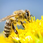 LE API, FONDAMENTALI PER IL BUON EQULIBRIO DEL NOSTRO ECOSISTEMA, SONO ESPOSTE ALLA MINACCIA DEI PESTICIDI. ECCO COME POSSIAMO AIUTARLE. E CON CIO’ SALVARE NOI STESSI