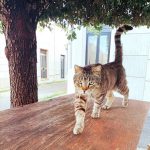 IL GATTO LUCIO MORTO INVESTITO: LE VOLONTARIE DELLA COLONIA FELINA DEL CIMITERO DI LECCE CHIEDONO ATTENZIONE E MISURE EFFICACI