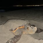 IL CENTRO DI CALIMERA CERCA VOLONTARI PER IL MONITORAGGIO DELLE TARTARUGHE SULLE SPIAGGE SALENTINE